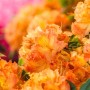 Leuchtend orange Azalee 'Gibraltar' (Rhododendron luteum) mit üppigen Blüten.