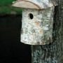 Natur Nistkasten aus Birkenholz (FSC®), Ø 32mm Einflugloch, angebracht an Baum.