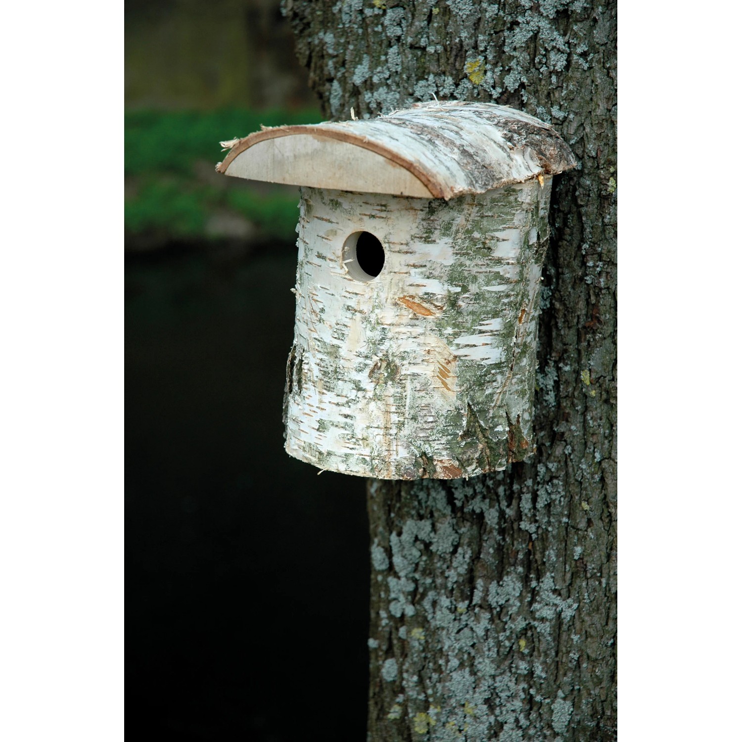Natur Nistkasten aus Birkenholz (FSC®), Ø 32mm Einflugloch, angebracht an Baum.