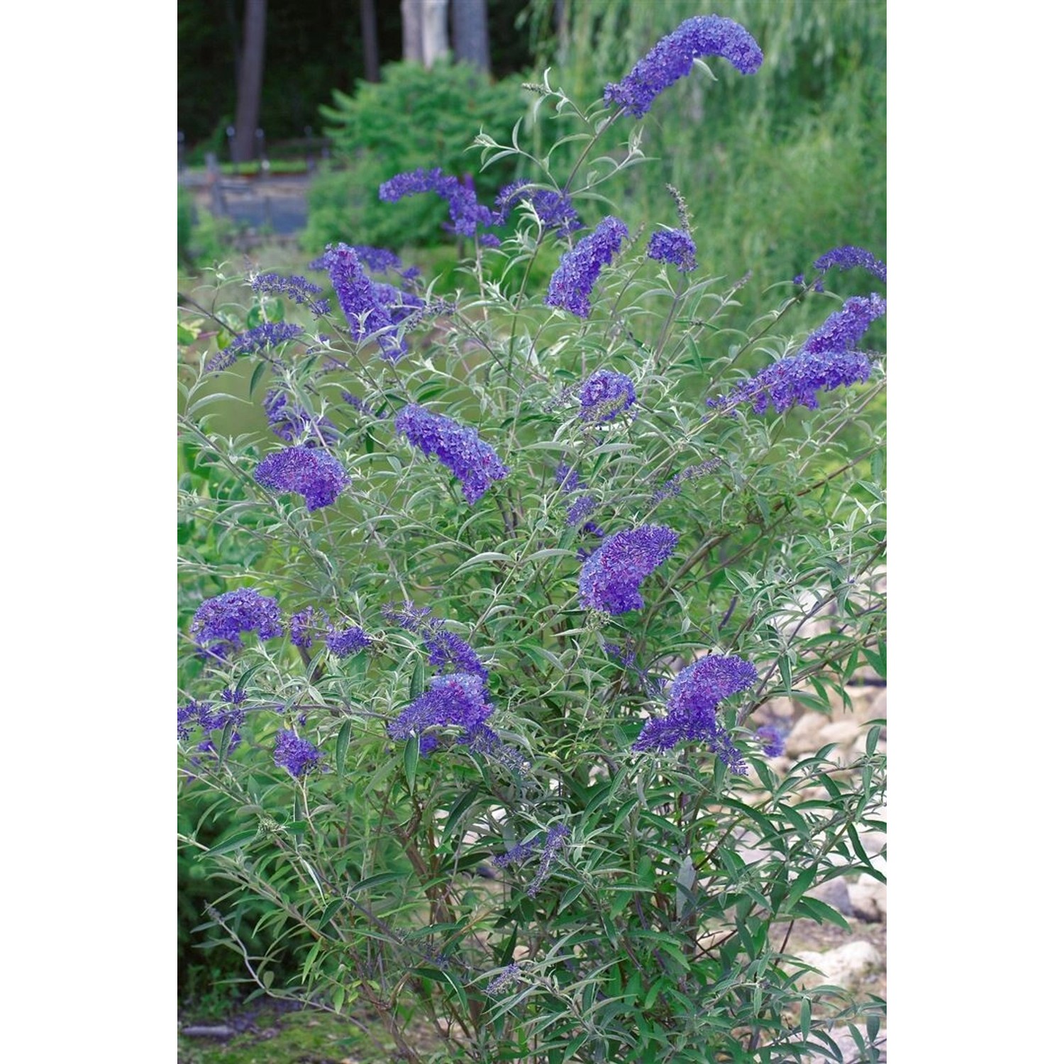 Buddleja Davidii Schmetterlingsstrauch 40-60 cm günstig online kaufen
