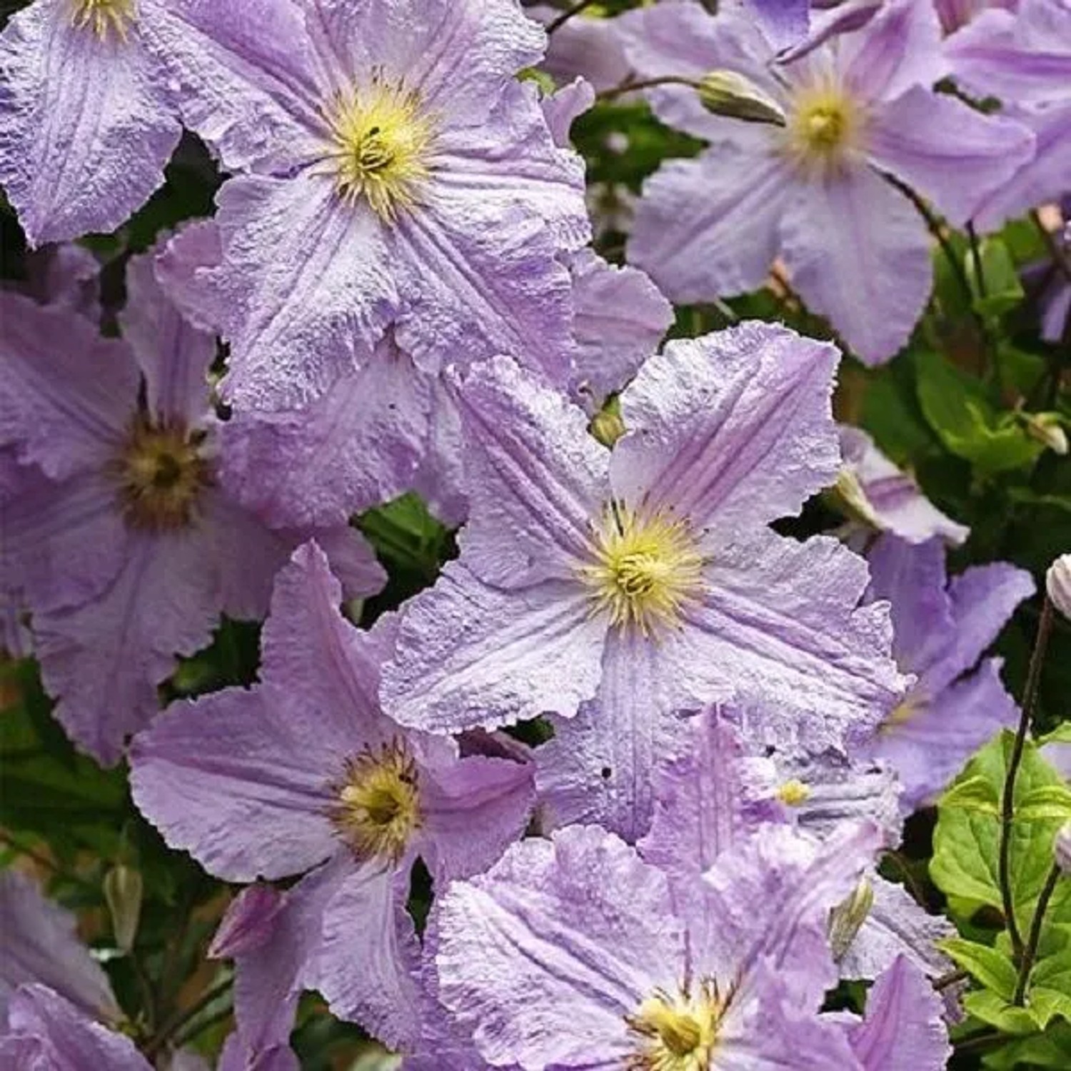 arborix Waldrebe 'Blekitny Aniol' Clematis 50 Bis 60 Cm Im Container Hellblaue Blüten