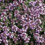 Kümmelthymian (Thymus Herba-barona) im 9x9 cm Topf, blühende Staude mit rosa Blüten.