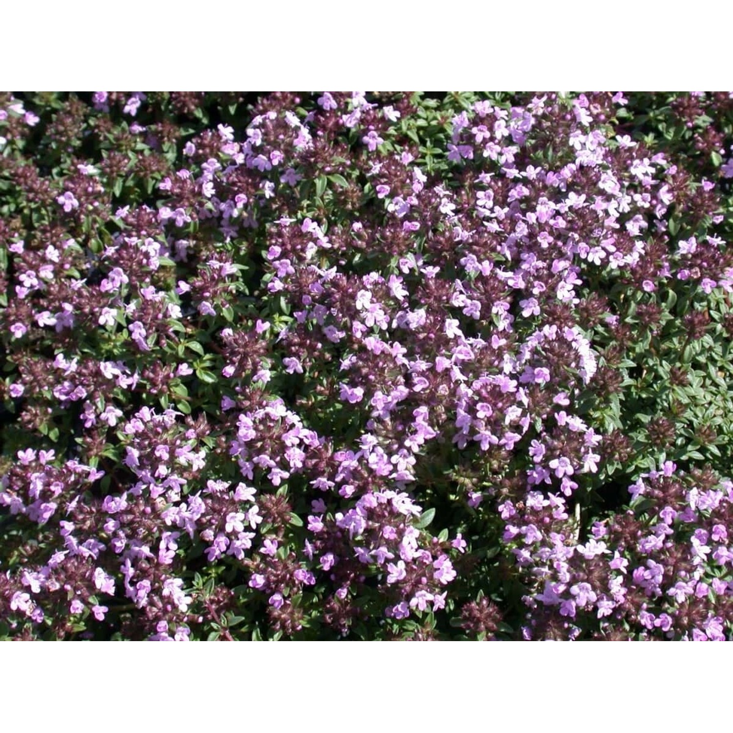 Thymus Herba-barona Kümmelthymian Ca. 9x9 cm Topf günstig online kaufen