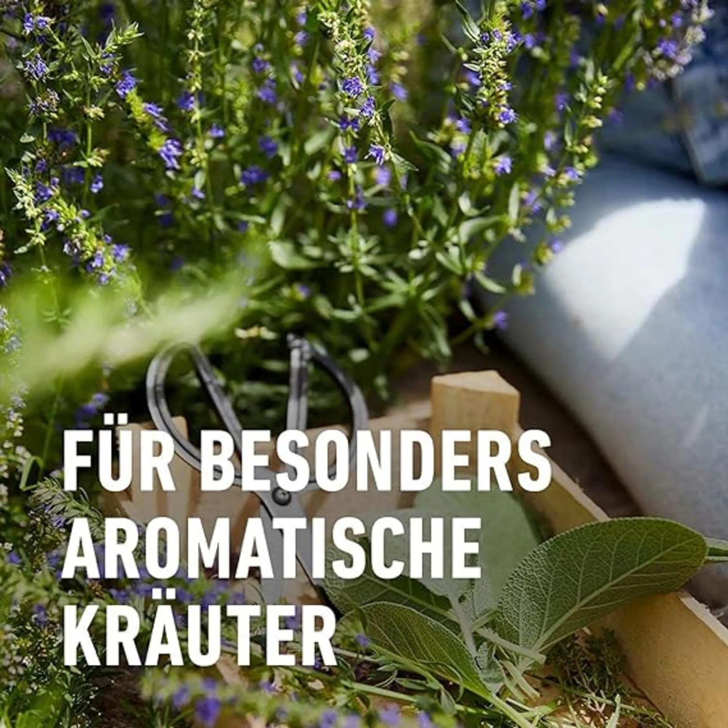 Kräuter und Gewürzpflanzen mit Gartenschere, Text: Für besonders aromatische Kräuter