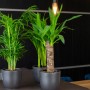 GROW by OBI Palmlilie (Yucca Elephantipes) im Topf, Zimmerpalme mit grünem Stamm und Blättern.