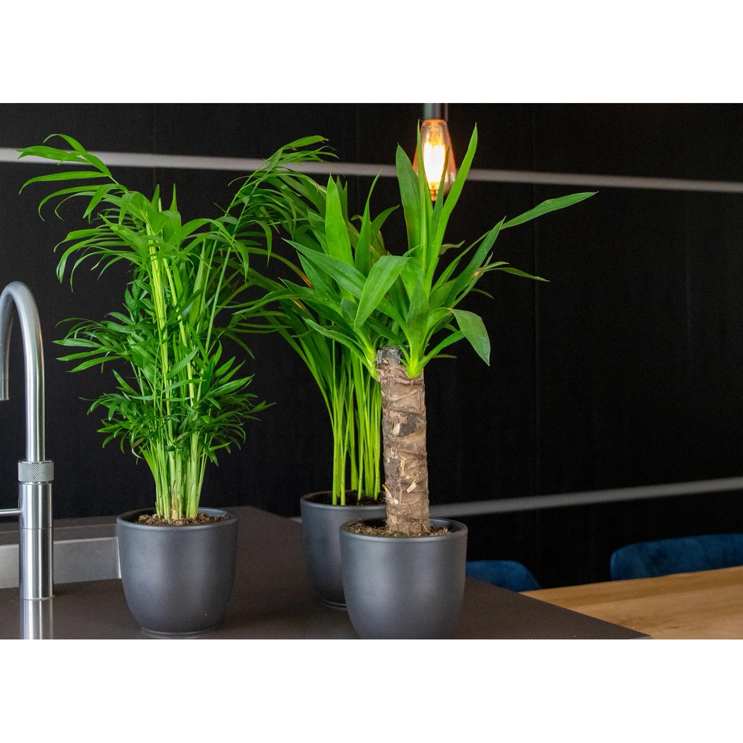 GROW by OBI Palmlilie (Yucca Elephantipes) im Topf, Zimmerpalme mit grünem Stamm und Blättern.