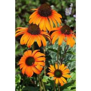 Orangefarbener Sonnenhut (Echinacea) 'Tangerine Dream' im Topf, eine farbenfrohe Staude für den Garten.