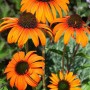 Orangefarbener Sonnenhut (Echinacea) 'Tangerine Dream' im Topf, eine farbenfrohe Staude für den Garten.
