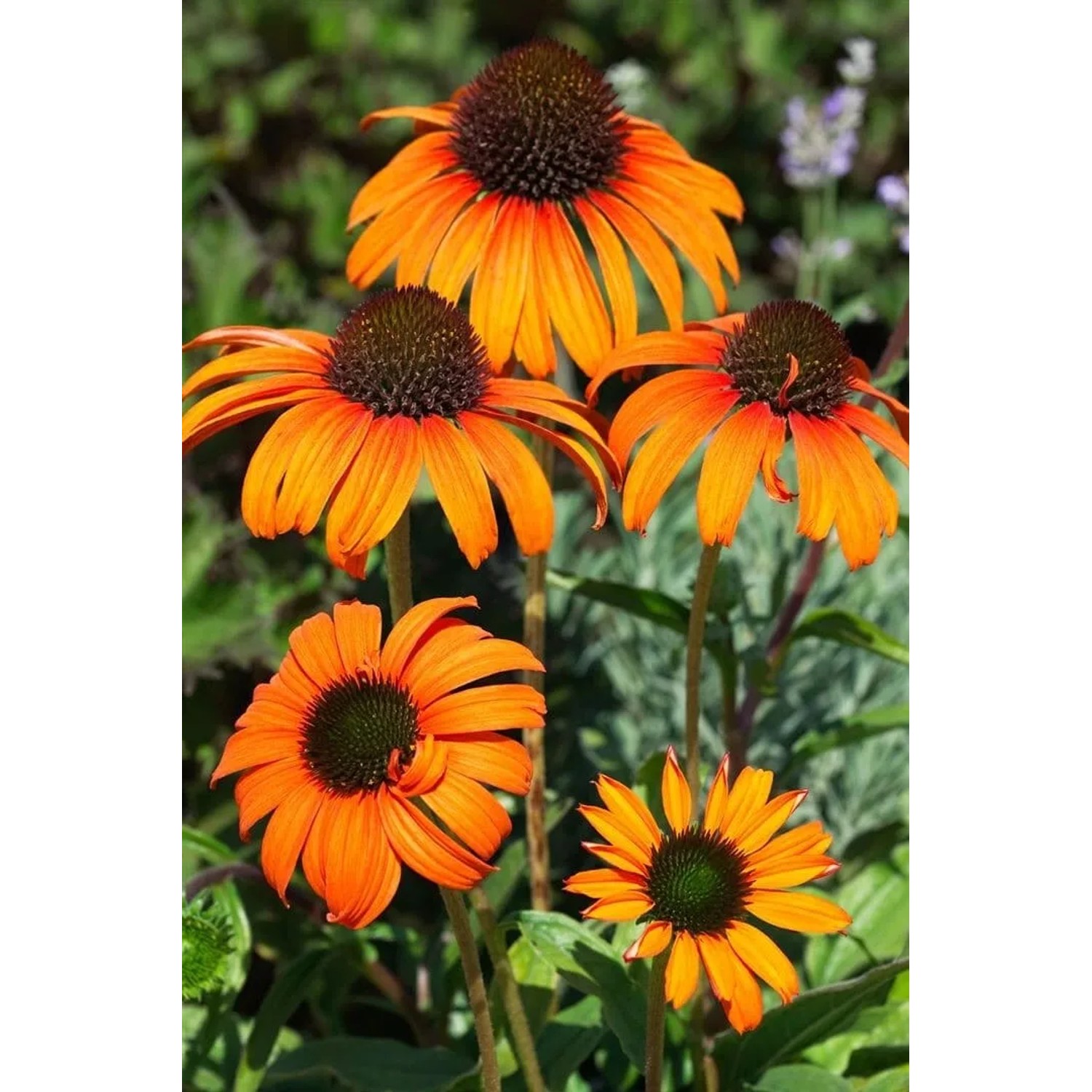 Orangefarbener Sonnenhut (Echinacea) 'Tangerine Dream' im Topf, eine farbenfrohe Staude für den Garten.