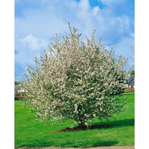 Blühender Wildapfelbaum (Malus Sylvestris) mit weißen Blüten im Garten.