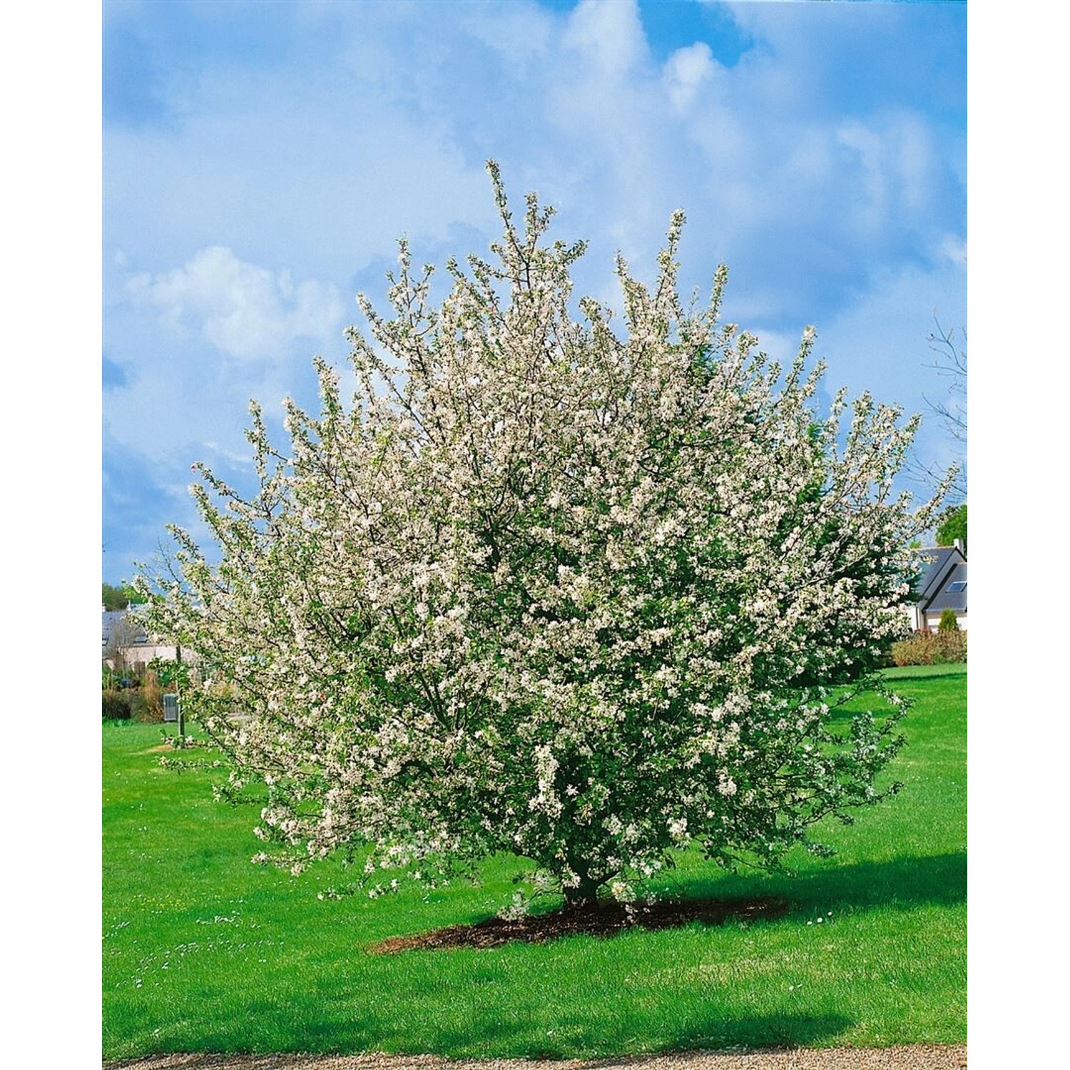 Malus Sylvestris Wildapfel 60–100 cm günstig online kaufen