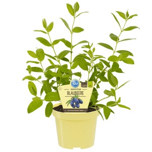Sibirische Blaubeere im Topf (ca. 12 cm Ø) mit grünen Blättern.