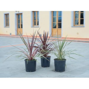 Drei Keulenlilien (Cordyline australis) im Topf, verschiedene Farben, ca. 30 cm hoch.