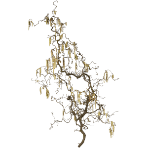 Korkenzieherhasel Zweige, ca. 100 cm lang, mit gedrehten Ästen und gelben Blütenständen.