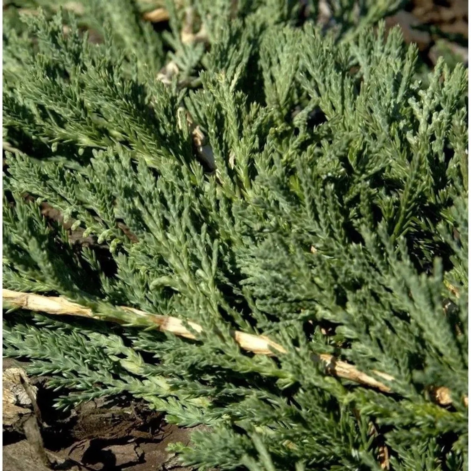 Blauer Teppichwacholder Glauca 40-50cm - Juniperus media