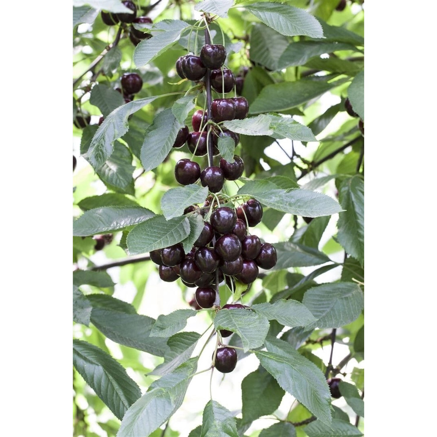 Prunus Cer Schattenmorelle Sauerkirsche CAC 150-200 cm günstig online kaufen