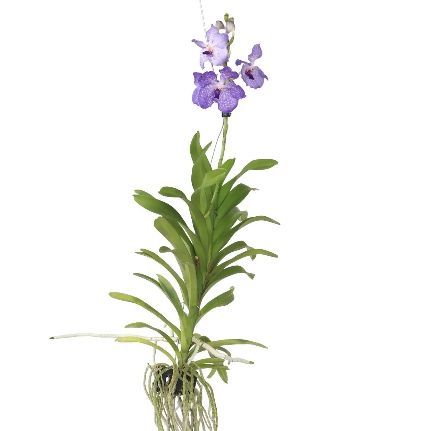 Plant In A Box Vanda-Orchidee Vanda 'New Blue' Höhe 55cm Ø30 Blau