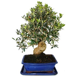 Exotischer Olivenbaum Bonsai (ca. 17 Jahre alt, 50-55cm hoch) im blauen Topf.