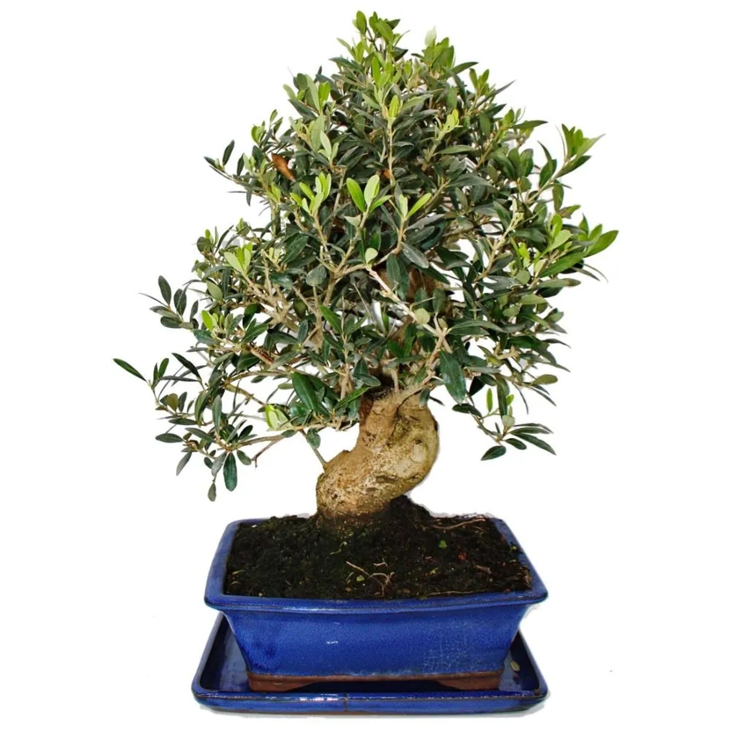 HappySeed Bonsai-Samen  lbaum (Olea Europaea) Zur Anzucht, Volle Sonne  Bonsai Zchten Anleitung Pdf