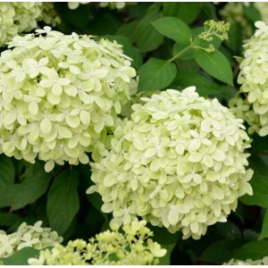 Rispenhortensie Polarbär 30-40cm - Hydrangea paniculata