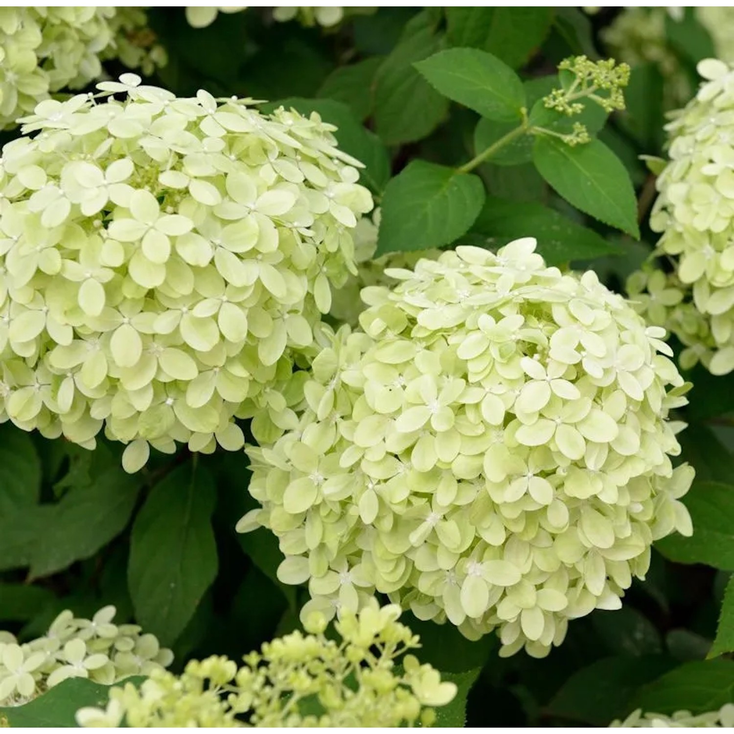 Rispenhortensie Polarbär 30-40cm - Hydrangea paniculata