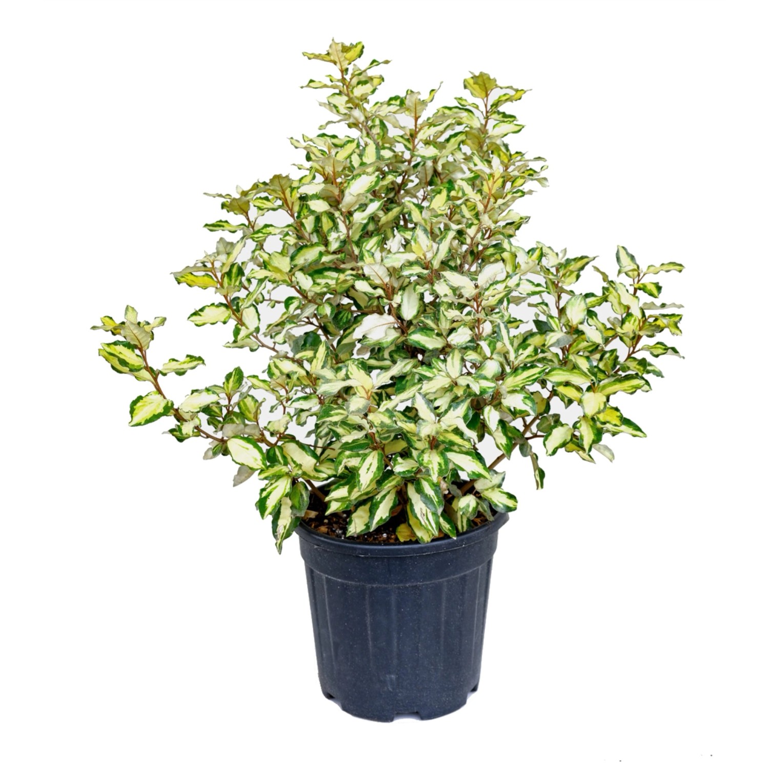 GROW by OBI Immergrüne Bunte Ölweide Höhe ca. 60 cm Elaeagnus ebbingei günstig online kaufen