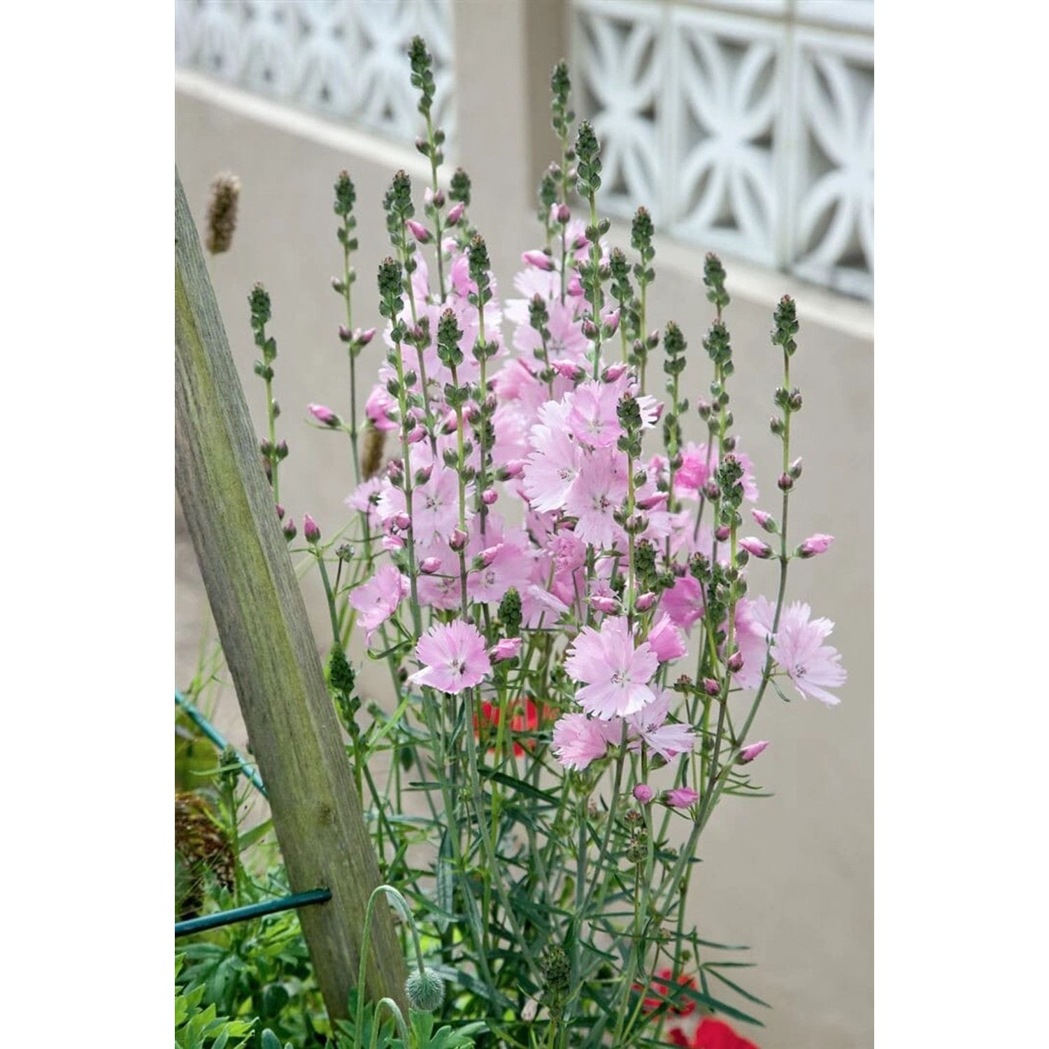 Sidalcea Malviflora Elsie Heugh Rosenmalve Ca. 11x11 cm Topf günstig online kaufen