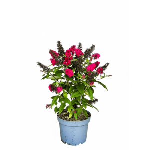 Zwerg Sommerflieder 'Butterfly Candy Little Ruby' als Topfpflanze mit rubinroten Blüten für Garten & Balkon.