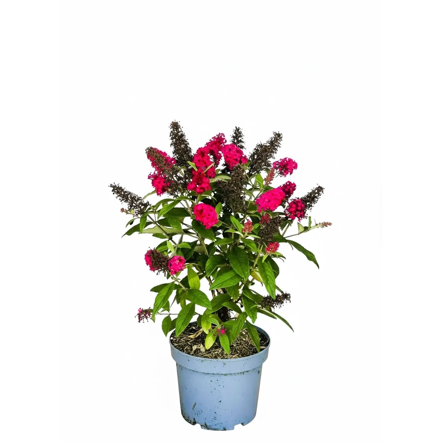 Baumfink Zwerg Sommerflieder Butterfly Candy Little Ruby als Topfpflanze 30-40cm