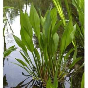 Grüner Froschlöffel (Alisma plantago) im Wasser, eine Sumpfstaude für den Gartenteich.