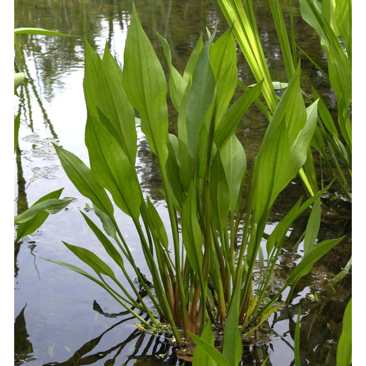 Gewöhnliche Froschlöffel - Alisma plantago günstig online kaufen