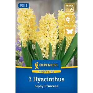 Kiepenkerl Hyazinthe 'Gipsy Princess' mit gelben Blüten und grünen Blättern.