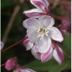Nahaufnahme der zarten, weiß-rosa Blüten des Halbhohen Sternstrauchs (Deutzia kalmiiflora).