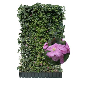 Hecke am laufenden Meter mit Efeu und rosa Clematis als Sichtschutz für Garten, Balkon und Terrasse.