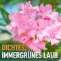 Nahaufnahme: Rosa blühender Oleander (Nerium oleander), Kübelpflanze für Garten & Balkon.