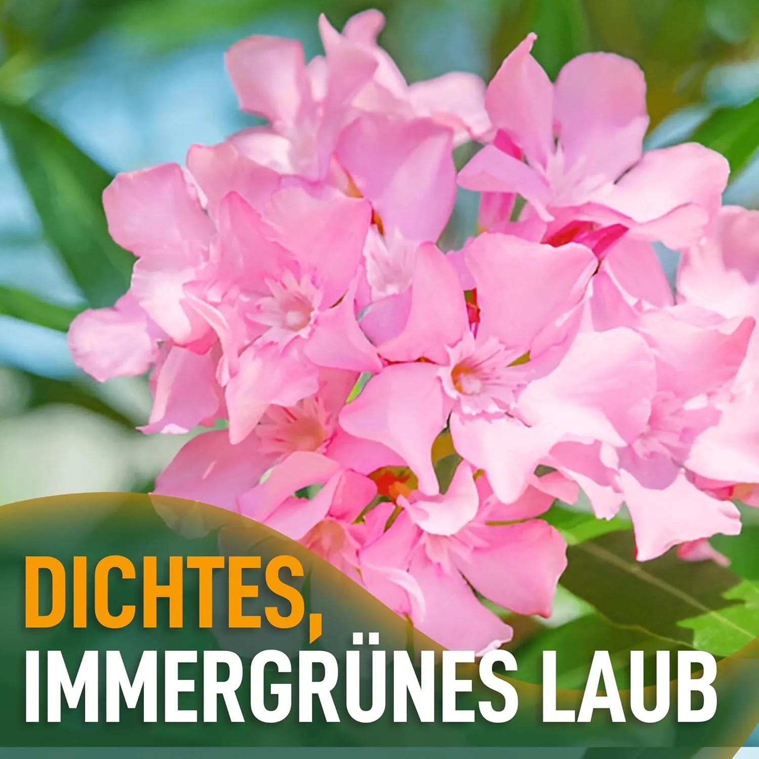 Nahaufnahme: Rosa blühender Oleander (Nerium oleander), Kübelpflanze für Garten & Balkon.