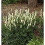 Gelb blühender Eisenhut (Aconitum vulparia) im Garten, ca. 80cm hoch.