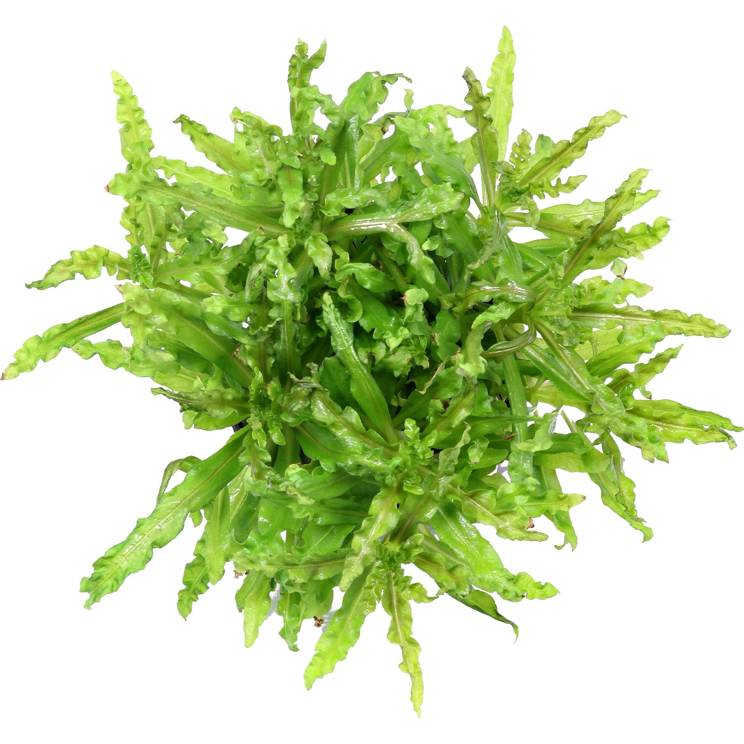 Dennerle Plants Aquariumpflanze Pogostemon Helferi In-Vitro