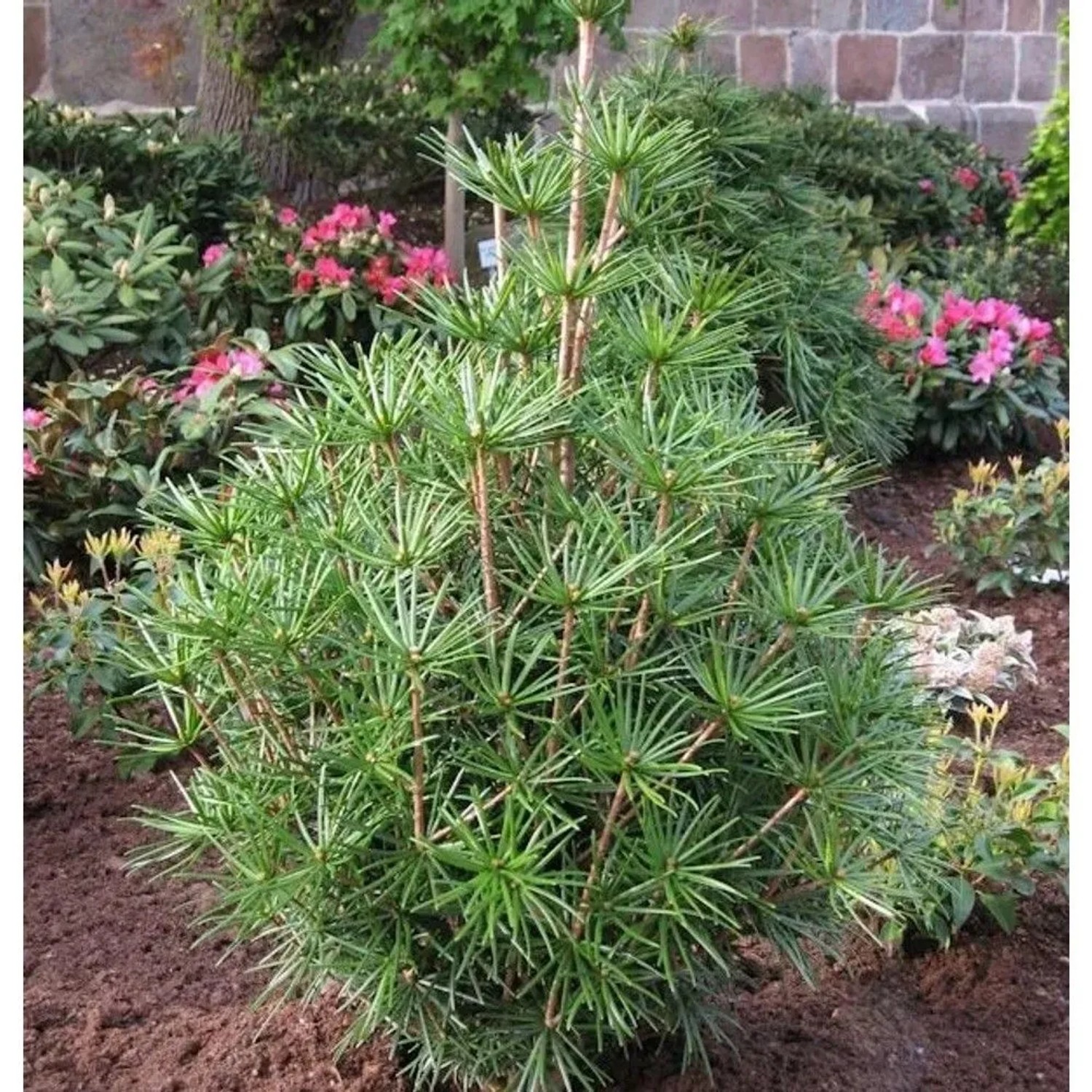 Japanische Schirmtanne Platyno 40-50cm - Sciadopitys verticillata