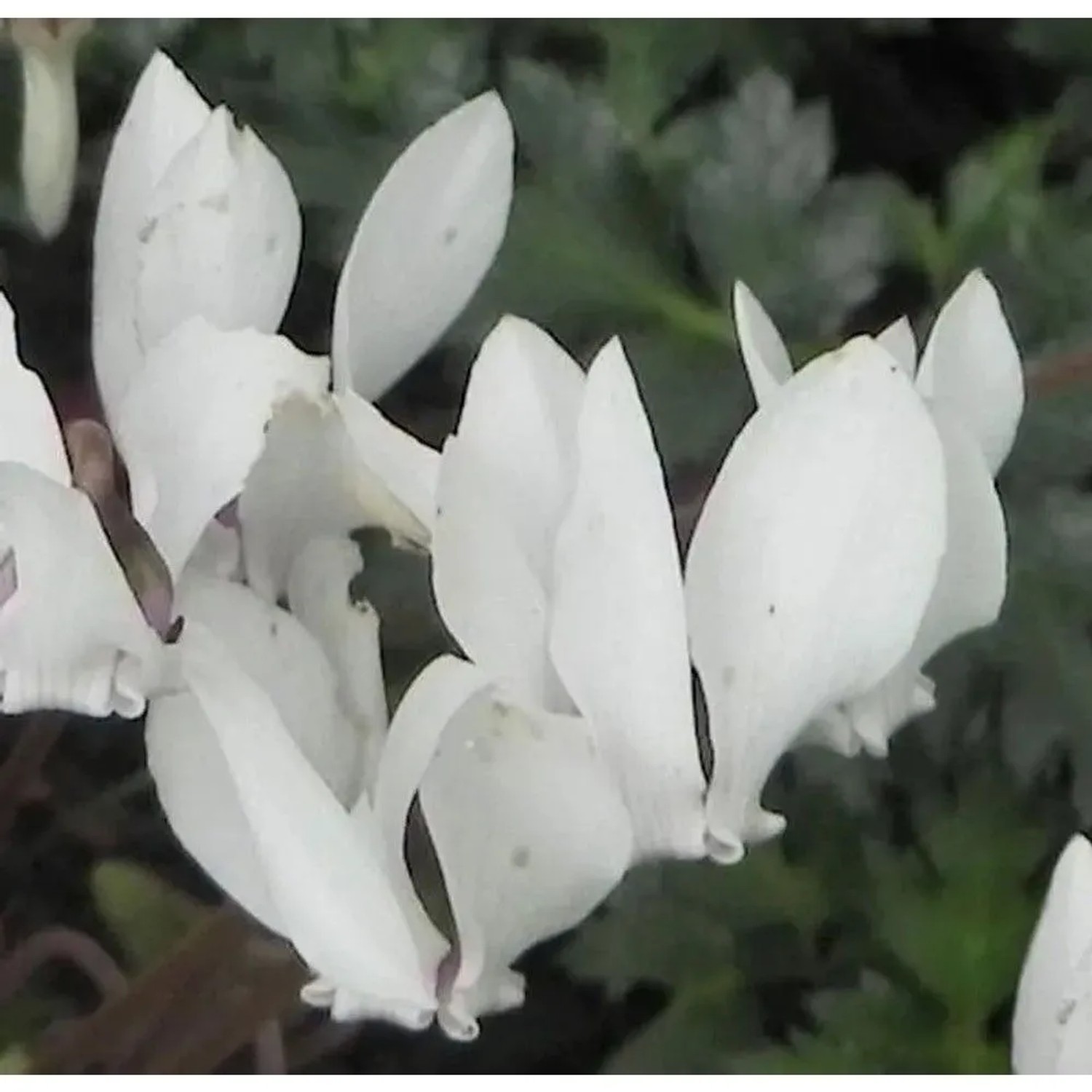 Frühlings Alpenveilchen Album - Cyclamen coum