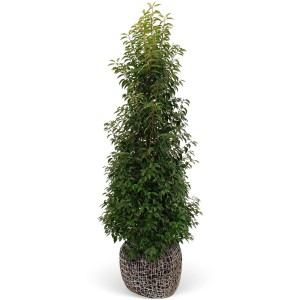 Kirschlorbeer 'Angustifolià' Set, 15 Pflanzen, 175-200cm hoch, im Ballen für ca. 10m Hecke.