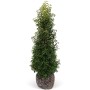 Kirschlorbeer 'Angustifolià' Set, 15 Pflanzen, 175-200cm hoch, im Ballen für ca. 10m Hecke.