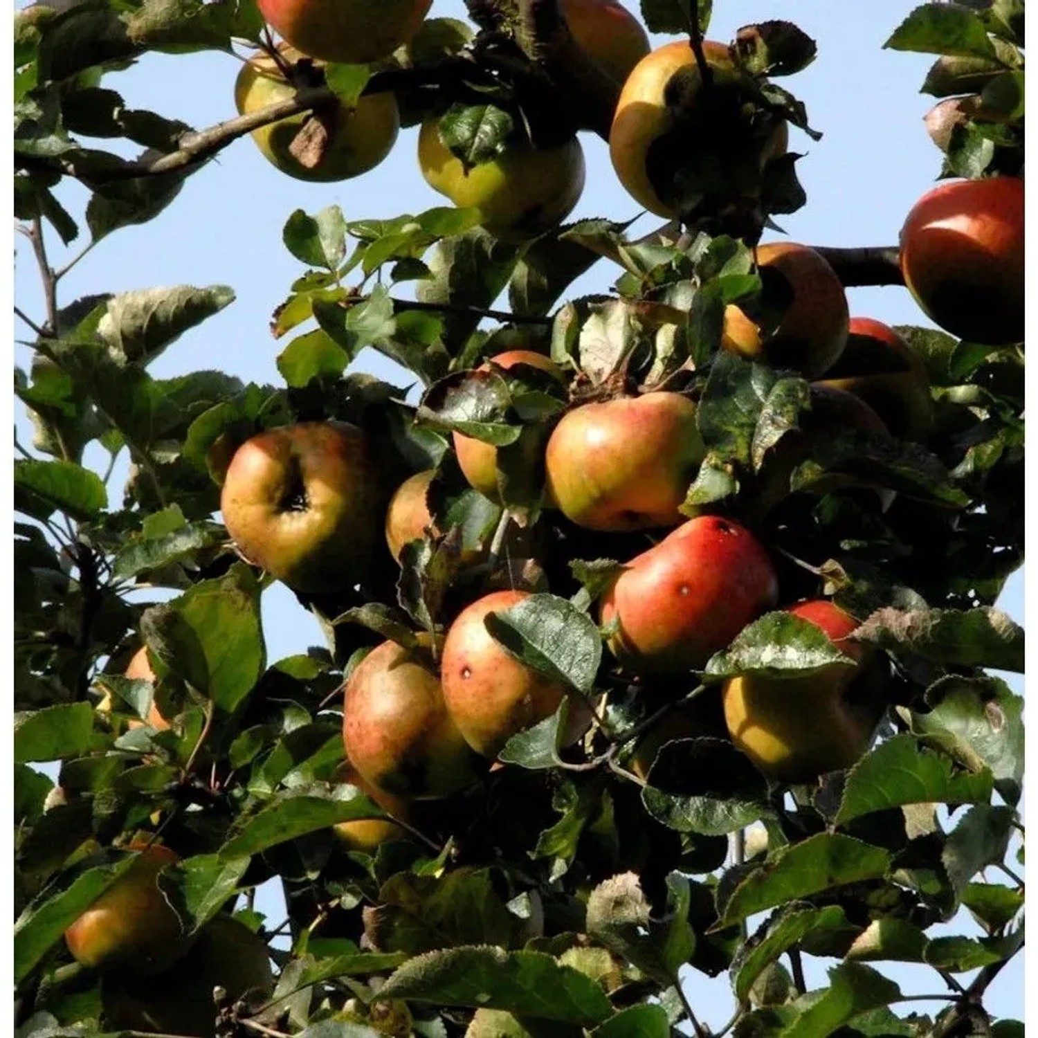 Apfelbaum Kasseler Renette 60-80cm - fest und feinwürzig