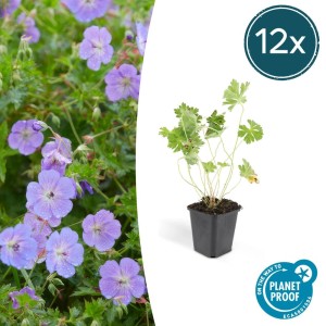 Set mit 12 Bodendecker Storchschnabel Geranium Rozanne im 9cm Topf mit blau-violetten Blüten.