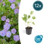 Set mit 12 Bodendecker Storchschnabel Geranium Rozanne im 9cm Topf mit blau-violetten Blüten.