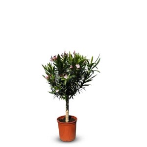 Sunny-Tree Oleander auf Stamm Farbe Rosa Nerium Oleander Höhe 90-110 cm Pflanze für Draußen Immergrün im Winter Mediterrane Pflanze