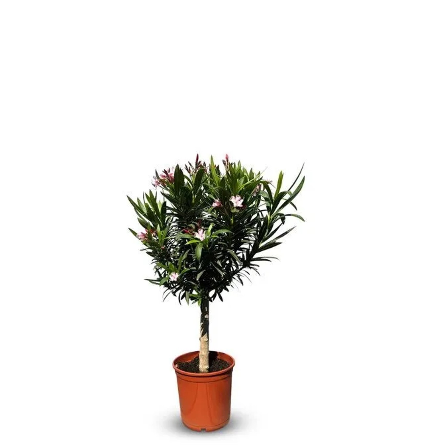 Sunny-Tree Oleander auf Stamm Farbe Rosa Nerium Oleander Höhe 90-110 cm Pfl günstig online kaufen