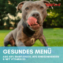 Grauer Hund leckt sich die Nase, freut sich auf Supravit Hundenassfutter Rind. Gesundes, getreidefreies Nassfutter.