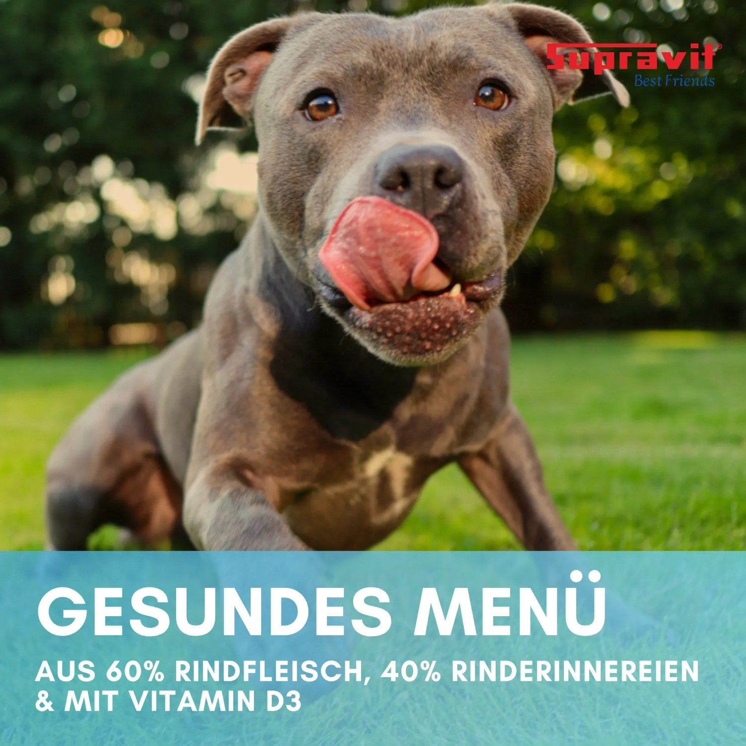 Grauer Hund leckt sich die Nase, freut sich auf Supravit Hundenassfutter Rind. Gesundes, getreidefreies Nassfutter.