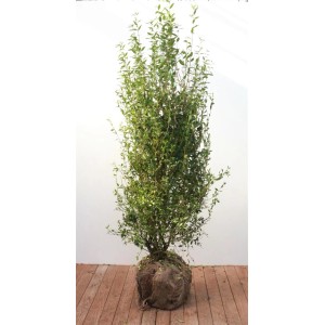 Liguster 'Atrovirens' (150-175 cm) als Heckenpflanze mit grünen Blättern.